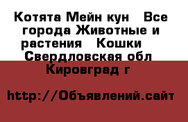 Котята Мейн кун - Все города Животные и растения » Кошки   . Свердловская обл.,Кировград г.